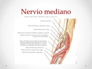 Nervio mediano
 