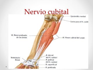 Nervio cubital
 