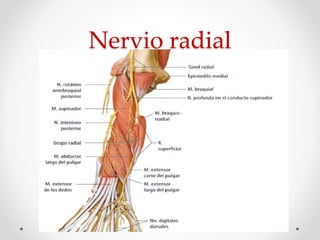 Nervio radial
 