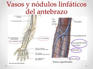 Vasos y nódulos linfáticos
del antebrazo
Venas superficiales
 