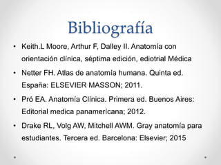 Bibliografía
• Keith.L Moore, Arthur F, Dalley II. Anatomía con
orientación clínica, séptima edición, ediotrial Médica
• Netter FH. Atlas de anatomía humana. Quinta ed.
España: ELSEVIER MASSON; 2011.
• Pró EA. Anatomía Clínica. Primera ed. Buenos Aires:
Editorial medica panamerícana; 2012.
• Drake RL, Volg AW, Mitchell AWM. Gray anatomía para
estudiantes. Tercera ed. Barcelona: Elsevier; 2015
 