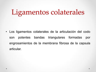 Ligamentos colaterales
• Los ligamentos colaterales de la articulación del codo
son potentes bandas triangulares formadas por
engrosamientos de la membrana fibrosa de la capsula
articular.
 