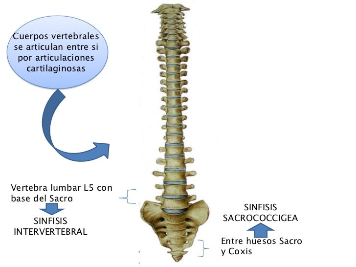 Los elementos del masaje para sheynogo del departamento de la columna vertebral