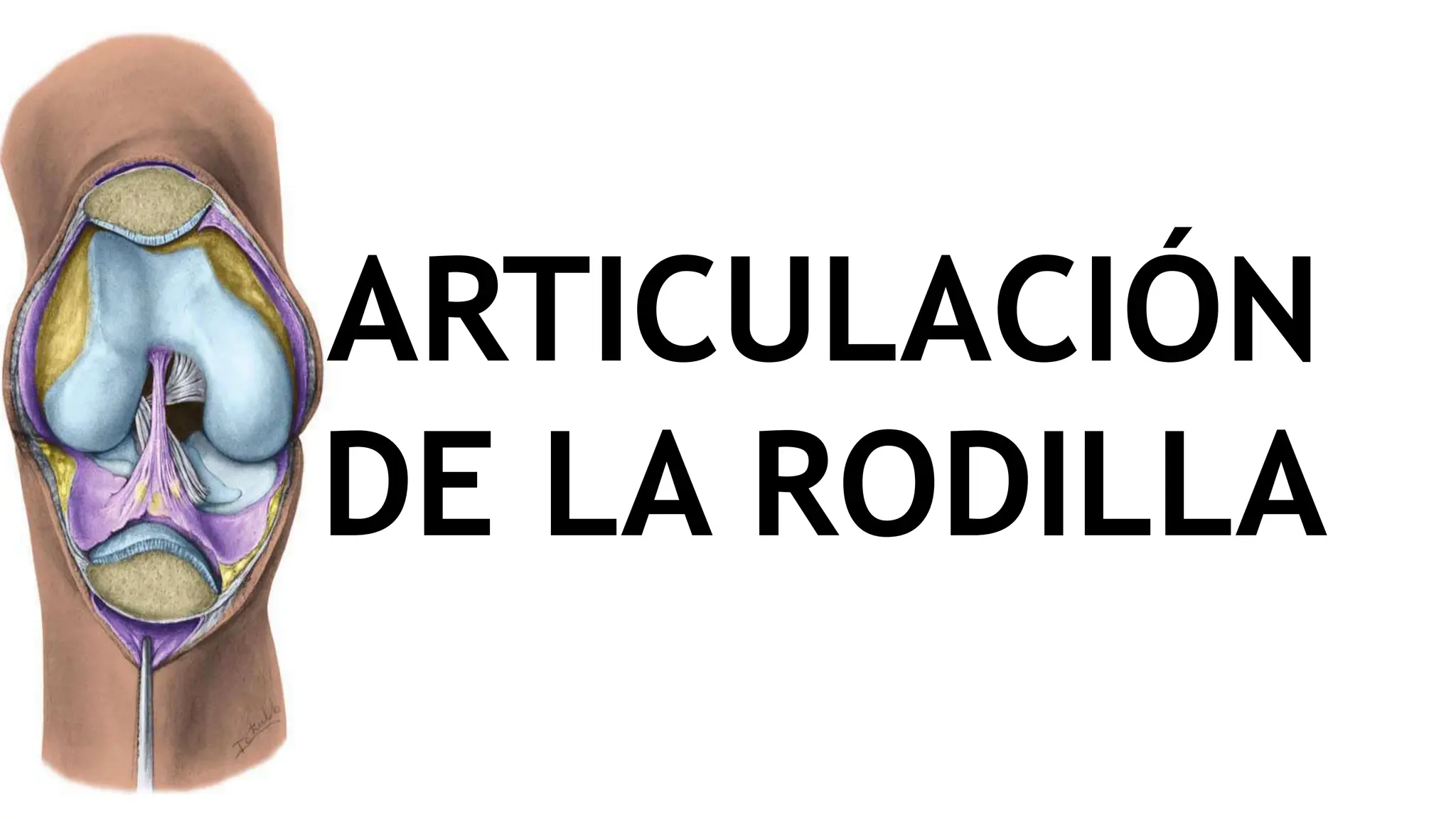 Articulacion De La Rodilla Ligamentos Tipo Inervacion – eroppa