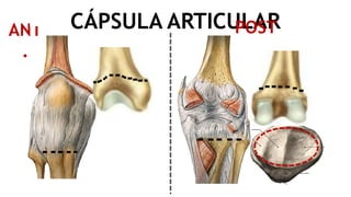 ARTICULACION DE LA RODILLA SUPERFICIES ARTICULARES LIGAMENTOS ARTICULACION DE LA RODILLA SUPERFICIES ARTICULARES LIGAMENTOS