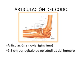 ARTICULACIÓN DEL CODO

•Articulación sinovial (ginglimo)
•2-3 cm por debajo de epicóndilos del humero

 
