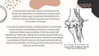 Articulación del codo. Anatomía general.pdf
