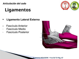 Anatomía ROUVIERE 11va Ed T2 Pág. 67
Ligamentos
• Ligamento Lateral Externo
- Fascículo Anterior
- Fascículo Medio
- Fascículo Posterior
Articulación del codo
 