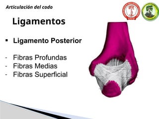 Ligamentos
• Ligamento Posterior
- Fibras Profundas
- Fibras Medias
- Fibras Superficial
Articulación del codo
 