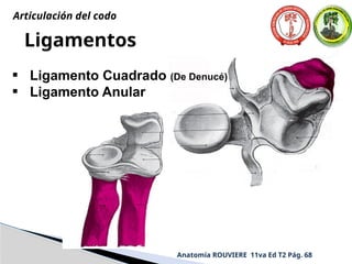 Anatomía ROUVIERE 11va Ed T2 Pág. 68
Ligamentos
• Ligamento Cuadrado (De Denucé)
• Ligamento Anular
Articulación del codo
 