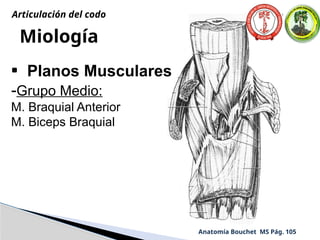 Miología
• Planos Musculares
-Grupo Medio:
M. Braquial Anterior
M. Biceps Braquial
Anatomía Bouchet MS Pág. 105
Articulación del codo
 