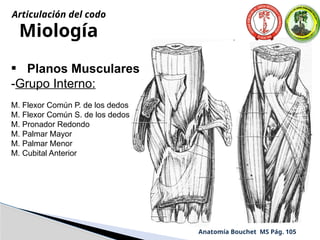 Miología
• Planos Musculares
-Grupo Interno:
M. Flexor Común P. de los dedos
M. Flexor Común S. de los dedos
M. Pronador Redondo
M. Palmar Mayor
M. Palmar Menor
M. Cubital Anterior
Anatomía Bouchet MS Pág. 105
Articulación del codo
 