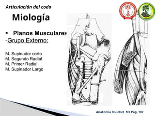 Miología
• Planos Musculares
-Grupo Externo:
M. Supinador corto
M. Segundo Radial
M. Primer Radial
M. Supinador Largo
Anatomía Bouchet MS Pág. 107
Articulación del codo
 