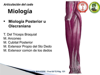 Miología
• Miología Posterior u
Olecraniana
T. Del Triceps Braquial
M. Anconeo
M. Cubital Posterior
M. Extensor Propio del 5to Dedo
M. Extensor común de los dedos
Anatomía ROUVIERE 11va Ed T2 Pág. 131
Articulación del codo
 