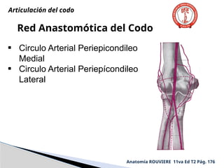 Anatomía ROUVIERE 11va Ed T2 Pág. 176
Red Anastomótica del Codo
• Circulo Arterial Periepicondileo
Medial
• Circulo Arterial Periepícondileo
Lateral
Articulación del codo
 