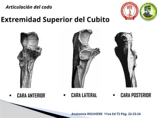 • CARA ANTERIOR • CARA LATERAL • CARA POSTERIOR
Anatomía ROUVIERE 11va Ed T2 Pág. 22-23-24
Extremidad Superior del Cubito
Articulación del codo
 