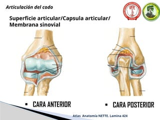 Superficie articular/Capsula articular/
Membrana sinovial
• CARA ANTERIOR • CARA POSTERIOR
Atlas Anatomía NETTE. Lamina 424
Articulación del codo
 