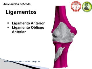 Ligamentos
• Ligamento Anterior
• Ligamento Oblicuo
Anterior
Anatomía ROUVIERE 11va Ed T2 Pág. 62
Articulación del codo
 