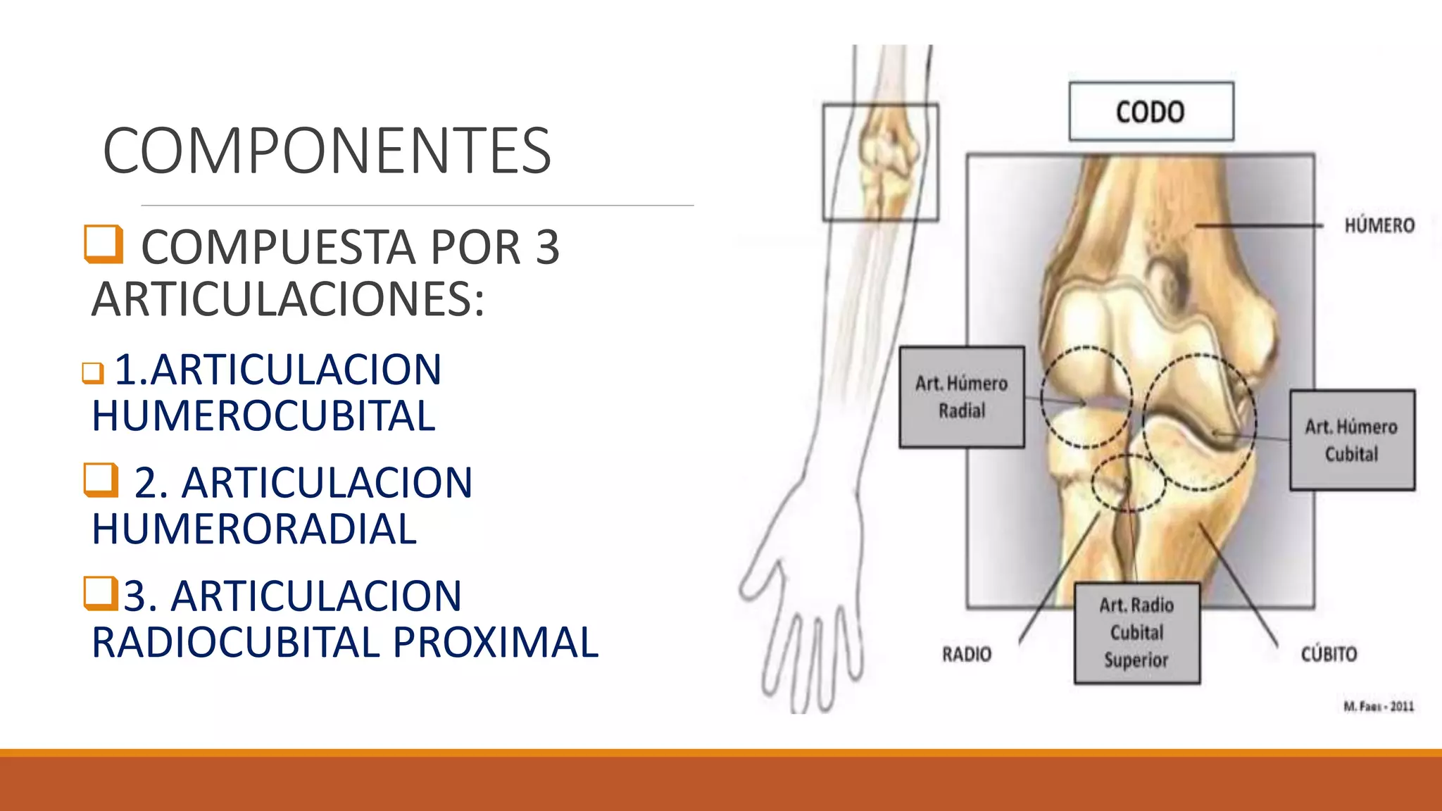 ARTICULACION DEL CODO 2.pptx