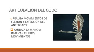 ARTICULACION DEL CODO 2.pptx