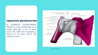 Ligamentos glenohumerales
b) LIGAMENTO GLENOHUMERAL
MEDIO.se inserta medialmente en el
rodete glenoideo y en la parte
vecina del cuello de la escápula y
termina en la parte inferior del
tubérculo menor.
Visión Posterior
 