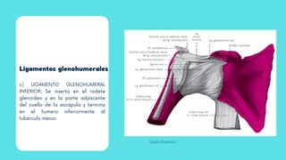 Ligamentos glenohumerales
c) LIGAMENTO GLENOHUMERAL
INFERIOR. Se inserta en el rodete
glenoideo y en la parte adyacente
del cuello de la escápula y termina
en el humero inferiormente al
tubérculo menor.
Visión Posterior
 