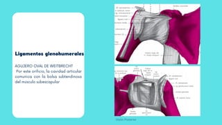 Ligamentos glenohumerales
AGUJERO OVAL DE WEITBRECHT
Por este orificio, la cavidad articular
comunica con la bolsa subtendinosa
del músculo subescapular
Visión Posterior
 