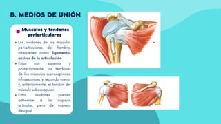 Musculos y tendones
periarticulares
Los tendones de los músculos
periarticulares del hombro,
intervienen como ligamentos
activos de la articulación.
Estos son: superior y
posteriormente, los tendones
de los músculos supraespinoso,
infraespinoso y redondo menor
y, anteriormente, el tendón del
músculo subescapular.
Estos tendones pueden
adherirse a la cápsula
articular, pero de manera
desigual
B. MEDIOS DE UNIÓN
 