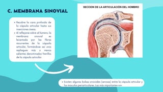 Recubre la cara profunda de
la cápsula articular hasta sus
inserciones óseas.
Al reflejarse sobre el húmero, la
membrana sinovial es
levantada por las fibras
recurrentes de la cápsula
articular, formándose así unos
repliegues más o menos
salientes denominados frenillos
de la cápsula articular.
C. MEMBRANA SINOVIAL
Existen algunas bolsas sinoviales (serosas) entre la cápsula articular y
los músculos periarticulares. Las más importantes son
 
