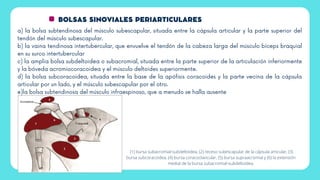 BOLSAS SINOVIALES PERIARTICULARES
a) la bolsa subtendinosa del músculo subescapular, situada entre la cápsula articular y la parte superior del
tendón del músculo subescapular.
b) la vaina tendinosa intertubercular, que envuelve el tendón de la cabeza larga del músculo bíceps braquial
en su surco intertubercular
c) la amplia bolsa subdeltoidea o subacromial, situada entre la parte superior de la articulación inferiormente
y la bóveda acromiocoracoidea y el músculo deltoides superiormente.
d) la bolsa subcoracoidea, situada entre la base de la apófisis coracoides y la parte vecina de la cápsula
articular por un lado, y el músculo subescapular por el otro.
e)la bolsa subtendinosa del músculo infraespinoso, que a menudo se halla ausente
(1) bursa subacromial-subdeltoidea, (2) receso subescapular de la cápsula articular, (3)
bursa subcoracoidea, (4) bursa coracoclavicular, (5) bursa supraacromial y (6) la extensión
medial de la bursa subacromial-subdeltoidea.
 