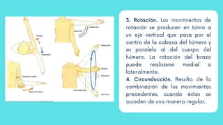 3. Rotación. Los movimientos de
rotación se producen en torno a
un eje vertical que pasa por el
centro de la cabeza del húmero y
es paralelo al del cuerpo del
húmero. La rotación del brazo
puede realizarse medial o
lateralmente.
4. Circunducción. Resulta de la
combinación de los movimientos
precedentes, cuando éstos se
suceden de una manera regular.
 