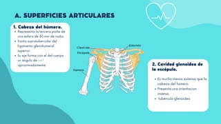 2. Cavidad glenoidea de
la escápula.
Es mucho menos extensa que la
cabeza del húmero.
Presenta una orientacion
inversa.
tubérculo glenoideo
A. SUPERFICIES ARTICULARES
1. Cabeza del húmero.
Representa la tercera parte de
una esfera de 30 mm de radio.
Fosita supratubercular del
ligamento glenohumeral
superior.
Su eje forma con el del cuerpo
un ángulo de ---º
aproximadamente.
 