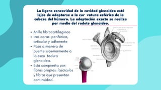 La ligera concavidad de la cavidad glenoidea está
lejos de adaptarse a la curvatura esférica de la
cabeza del húmero. La adaptación exacta se realiza
por medio del rodete glenoideo.
Anillo fibrocartilaginco
tres caras: periférica,
articular y adherente
Pasa a manera de
puente superiormente a
la escotadura
glenoidea.
Esta compuesta por:
fibras propias. fascículos
y fibras que presentan
continuidad.
 
