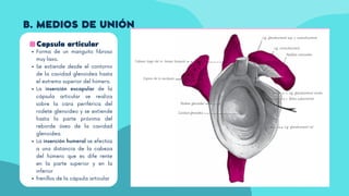 Capsula articular
Forma de un manguito fibroso
muy laxo.
Se extiende desde el contorno
de la cavidad glenoidea hasta
el extremo superior del húmero.
La inserción escapular de la
cápsula articular se realiza
sobre la cara periférica del
rodete glenoideo y se extiende
hasta la parte próxima del
reborde óseo de la cavidad
glenoidea
La inserción humeral se efectúa
a una distancia de la cabeza
del húmero que es diferente
en la parte superior y en la
inferior
frenillos de la cápsula articular
B. MEDIOS DE UNIÓN
 