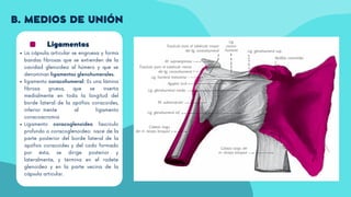 Ligamentos
La cápsula articular se engruesa y forma
bandas fibrosas que se extienden de la
cavidad glenoidea al húmero y que se
denominan ligamentos glenohumerales.
ligamento coracohumeral: Es una lámina
fibrosa gruesa, que se inserta
medialmente en toda la longitud del
borde lateral de la apófisis coracoides,
inferiormente al ligamento
coracoacromia
Ligamento coracoglenoideo fascículo
profundo o coracoglenoideo: nace de la
parte posterior del borde lateral de la
apófisis coracoides y del codo formado
por ésta, se dirige posterior y
lateralmente, y termina en el rodete
glenoideo y en la parte vecina de la
cápsula articular.
B. MEDIOS DE UNIÓN
 