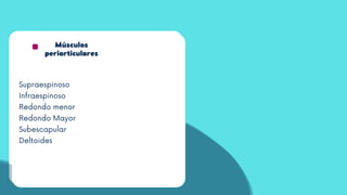 Músculos
periarticulares
Músculos periarticulares del hombro:
Supraespinoso: Desde fosa supraespinosa
escapular a faceta superior de
tuberosidad mayor del húmero.
Infraespinoso: Desde fosa infraespinosa
escapular hasta faceta media de
tuberosidad mayor del húmero.
Músculos
periarticulares
Supraespinoso
Infraespinoso
Redondo menor
Redondo Mayor
Subescapular
Deltoides
 