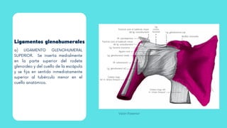 Ligamentos glenohumerales
a) LIGAMENTO GLENOHUMERAL
SUPERIOR. Se inserta medialmente
en la parte superior del rodete
glenoideo y del cuello de la escápula
y se fija en sentido inmediatamente
superior al tubérculo menor en el
cuello anatómico.
Visión Posterior
 