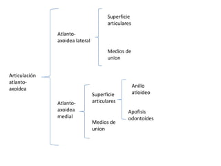 Superficie articulares Atlanto-axoidea lateral Medios de union Articulación atlanto-axoidea Anillo atloideo Superficie articulares Atlanto-axoidea medial Apofisisodontoides Medios de union 