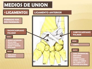 MEDIOS DE UNION
• LIGAMENTOS          LIGAMENTO ANTERIOR

FORMADO POR
DOS FASICULOS:



 • RADIOCARPIANO
   PALMAR                                  • CUBITOCARPIANO
                                             PALMAR
  DESDE

 • BORDE ANTERIORR
                                            DESDE
   DE LA CARA
   ARTICULAR DEL                           • CUBITO
   RADIO Y APOFISIS
   ESTILOIDES
                                            HASTA
   HASTA
                                           • CARA ANTERIOR DEL
 • SEMILUNAR                                 SEMILUNAR
 • PIRAMIDAL                               • PIRAMIDAL
                                           • HUESO GRANDE
                                           • ENTRE LA CABEZA
                                             DEL CUBITO Y LA
                                             APOFISIS ESTILOIDES
 