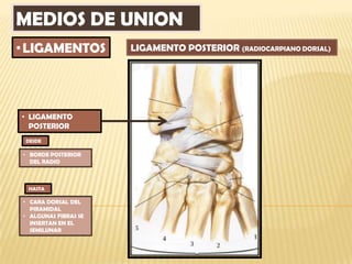 MEDIOS DE UNION
• LIGAMENTOS          LIGAMENTO POSTERIOR (RADIOCARPIANO DORSAL)




• LIGAMENTO
  POSTERIOR
 DESDE

• BORDE POSTERIOR
  DEL RADIO



 HASTA

• CARA DORSAL DEL
  PIRAMIDAL
• ALGUNAS FIBRAS SE
  INSERTAN EN EL
  SEMILUNAR
 
