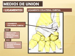 MEDIOS DE UNION
• LIGAMENTOS              LIGAMENTO COLATERAL CUBITAL




 • LIGAMENTO
   COLATERAL CUBITAL

 DESDE

• VERTICE Y LADO
  MEDIAL DE LA
  APOFISIS ESTILOIDES
  DEL CUBITO

 HASTA

• DOS FASCICULOS:
1. PISIFORME (ANTERIOR)
2. PIRAMIDAL
   (POSTERIOR)
 