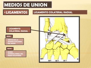MEDIOS DE UNION
• LIGAMENTOS            LIGAMENTO COLATERAL RADIAL




 • LIGAMENTO
   COLATERAL RADIAL

 DESDE

• VERTICE DE LA
  APOFISIS ESTILOIDES
  DEL RADIO


 HASTA

• BORDE
  ANTEROLATERAL DEL
  HUESO ESCAFOIDES
 