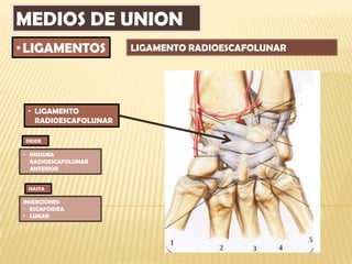 MEDIOS DE UNION
• LIGAMENTOS          LIGAMENTO RADIOESCAFOLUNAR




 • LIGAMENTO
   RADIOESCAFOLUNAR

 DESDE

• INSISURA
  RADIOESCAFOLUNAR
  ANTERIOR


 HASTA

INSERCIONES:
• ESCAFOIDEA
• LUNAR
 