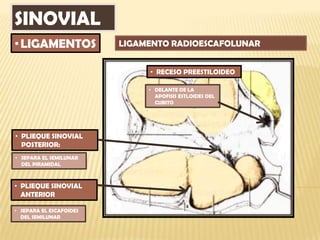 SINOVIAL
• LIGAMENTOS             LIGAMENTO RADIOESCAFOLUNAR


                              • RECESO PREESTILOIDEO

                              • DELANTE DE LA
                                APOFISIS ESTLOIDES DEL
                                CUBITO




• PLIEQUE SINOVIAL
  POSTERIOR:
• SEPARA EL SEMILUNAR
  DEL PIRAMIDAL



• PLIEQUE SINOVIAL
  ANTERIOR

• SEPARA EL ESCAFOIDES
  DEL SEMILUNAR
 