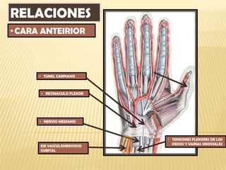 RELACIONES
• CARA ANTEIRIOR



      • TUNEL CARPIANO



      • RETINACULO FLEXOR




      • NERVIO MEDIANO



                            • TENDONES FLEXORES DE LOS
                              DEDOS Y VAINAS SINOVIALES
      EJE VASCULONERVIOSO
      CUBITAL
 