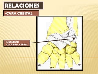 RELACIONES
• CARA CUBITAL




• LIGAMENTO
  COLATERAL CUBITAL
 