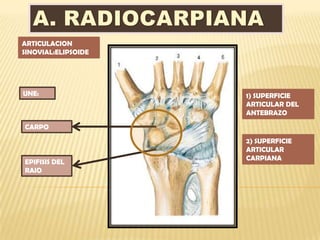 ARTICULACION
SINOVIAL:ELIPSOIDE




UNE:                 1) SUPERFICIE
                     ARTICULAR DEL
                     ANTEBRAZO
CARPO
                     2) SUPERFICIE
                     ARTICULAR
                     CARPIANA
EPIFISIS DEL
RAIO
 