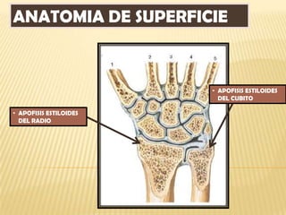 ANATOMIA DE SUPERFICIE



                        • APOFISIS ESTILOIDES
                          DEL CUBITO

• APOFISIS ESTILOIDES
  DEL RADIO
 