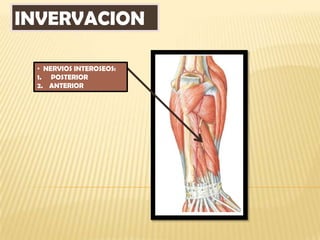 INVERVACION

 • NERVIOS INTEROSEOS:
 1. POSTERIOR
 2. ANTERIOR
 