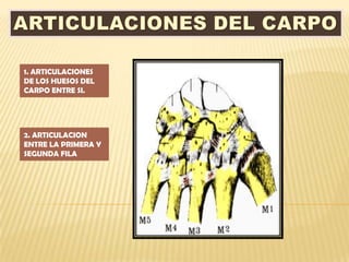 1. ARTICULACIONES
DE LOS HUESOS DEL
CARPO ENTRE SI.




2. ARTICULACION
ENTRE LA PRIMERA Y
SEGUNDA FILA
 